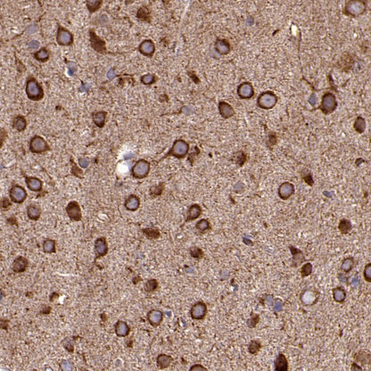 Cytochrome C Recombinant Rabbit mAb (S-2422-56)