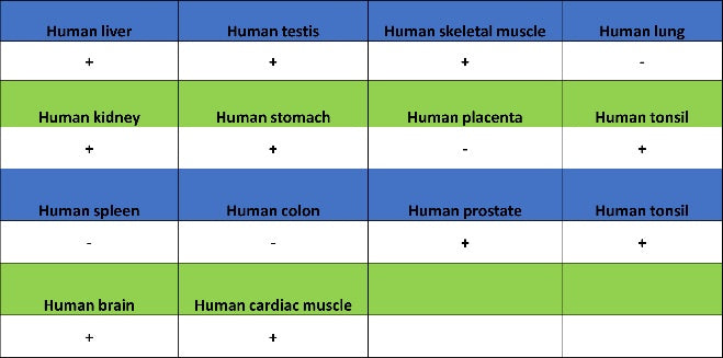 Pex14 Recombinant Rabbit mAb (S-2379-8)