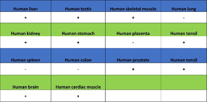 Pex14 Recombinant Rabbit mAb (S-2379-8)