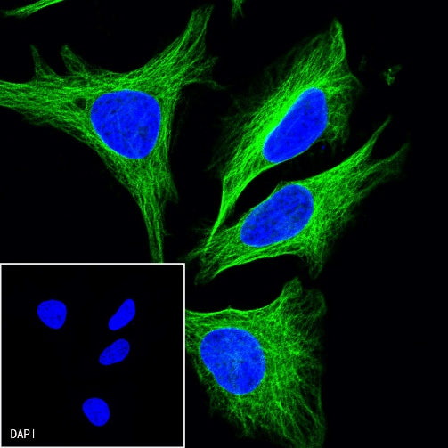 α-tubulin Mouse mAb (S-364-23)