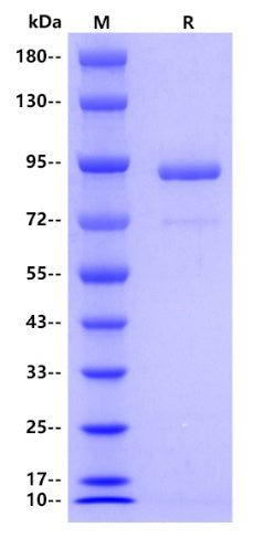 CD73 hFc Tag Protein, Human