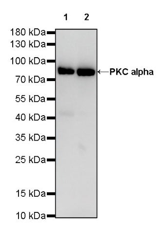 PKC alpha Recombinant Rabbit mAb (S-624-36)