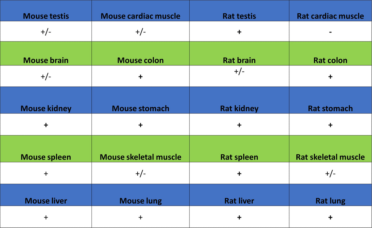TXNRD1 Mouse mAb (S-M0053)