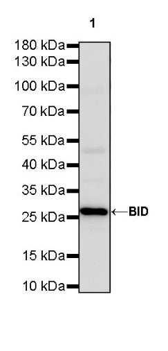 BID Recombinant Rabbit mAb (S-R300)