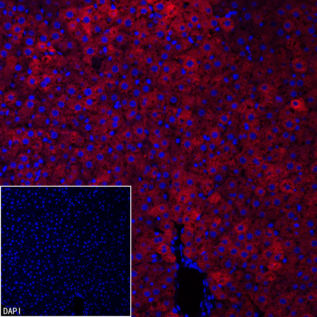FASN Recombinant Rabbit mAb (Alexa Fluor® 555 Conjugate) (S-682-32)