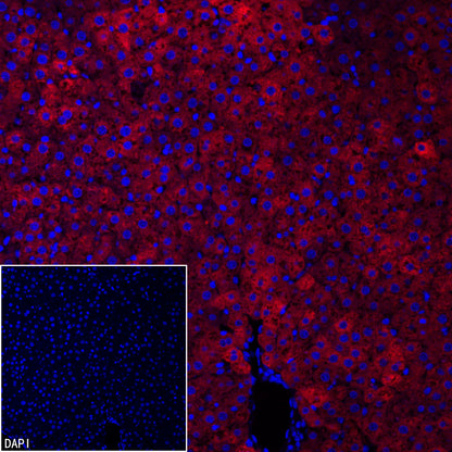 FASN Recombinant Rabbit mAb (Alexa Fluor® 555 Conjugate) (S-682-32)