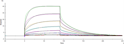Fc γ RIII/CD16 His Tag Protein, Cynomolgus