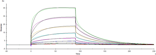 Fc γ RIII/CD16 His Tag Protein, Cynomolgus
