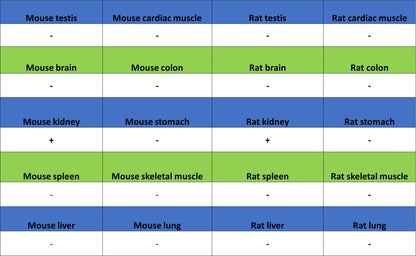 Nestin Recombinant Rabbit mAb (S-5471)