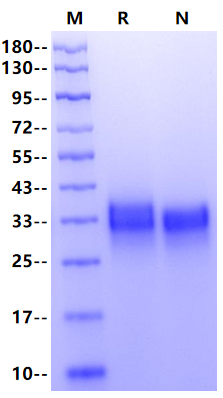 4-1BB/TNFRSF9 His Tag Protein, Rat