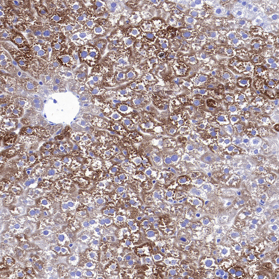 CYP3A4 Recombinant Rabbit mAb (S-2281-146)