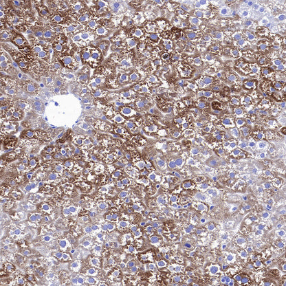 CYP3A4 Recombinant Rabbit mAb (S-2281-146)
