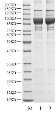 USP5 Protein