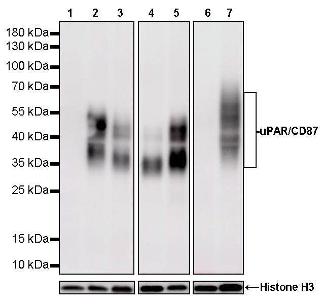 uPAR/CD87 Recombinant Rabbit mAb (S-3960-82)