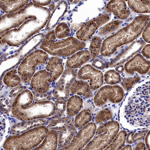 GABARAP Recombinant Rabbit mAb (S-2372-47)