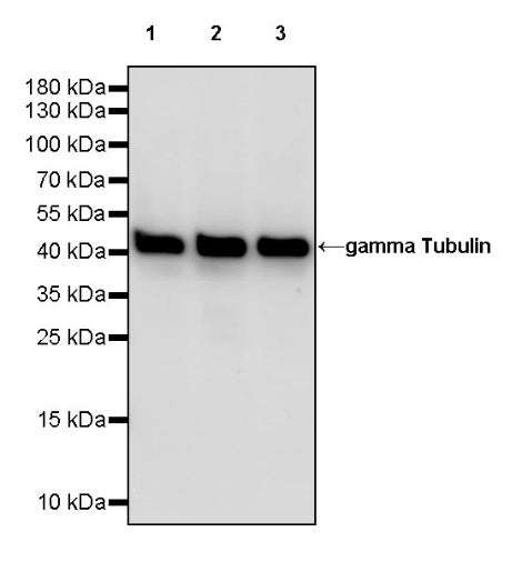 gamma Tubulin Recombinant Rabbit mAb (S-2204-13)