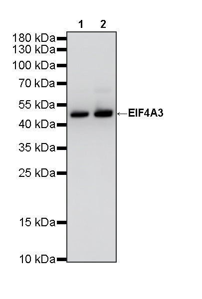 EIF4A3 Mouse mAb