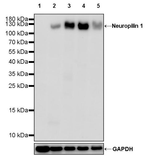 Neuropilin 1 Recombinant Rabbit mAb (S-1453-6)