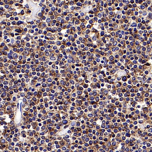 CD45RA Recombinant Mouse mAb (HI100)