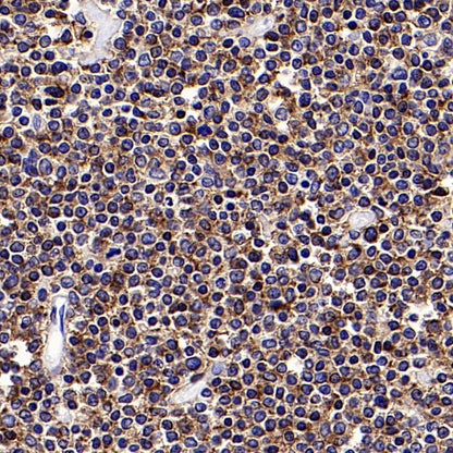 CD45RA Recombinant Mouse mAb (HI100)