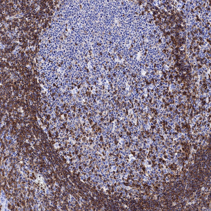 CD50 Recombinant Rabbit mAb (S-666-37)