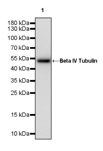 Beta IV Tubulin Recombinant Rabbit mAb (S-1572-30)