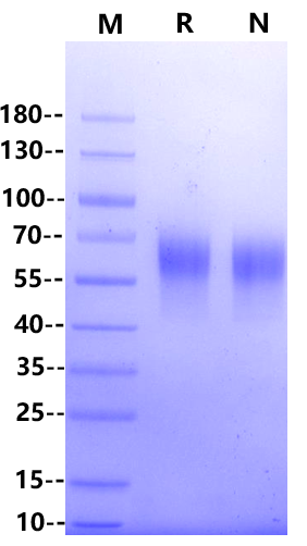TPBG/5T4 His Tag Protein, Mouse