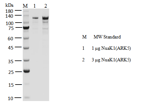 NuaK1(ARK5) GST&Flag Tag Protein, Human
