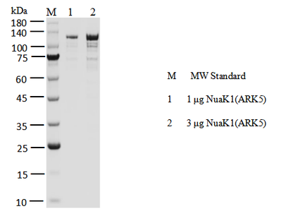 NuaK1(ARK5) GST&Flag Tag Protein, Human