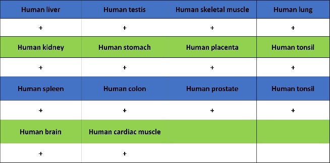 PFKL+PFKM Recombinant Rabbit mAb (S-1302-31)