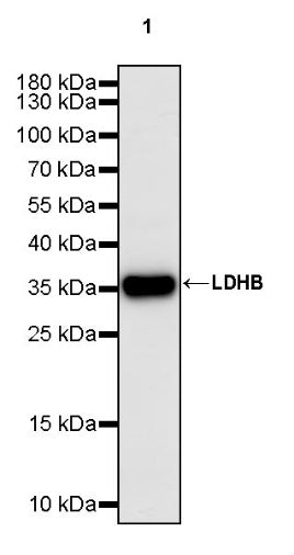 LDHB Rabbit Polyclonal Antibody
