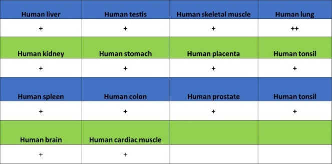 Histone H4 (Lactyl K8) Recombinant Rabbit mAb (S-3243-36)