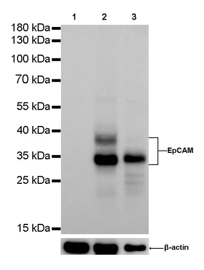 S-RMab® EpCAM Recombinant Rabbit mAb,PBS Only (SDT-078-13)