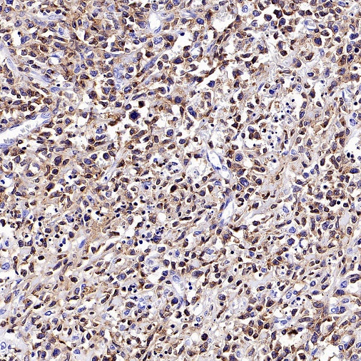 CD94 Recombinant Rabbit mAb (S-2616-5)