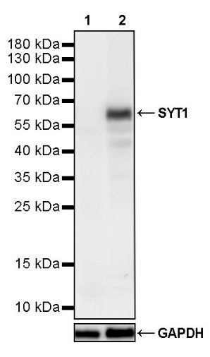 SYT1 Recombinant Rabbit mAb (S-4532-4)