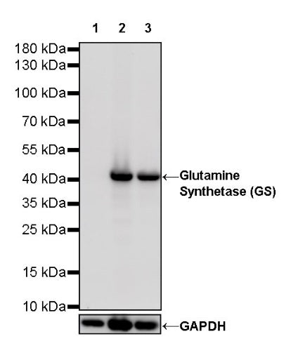 Glutamine Synthetase (GS) Recombinant Rabbit mAb (SDT-549-25)