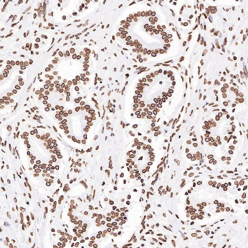 S-RMab®Lamin B2 Recombinant Rabbit mAb (S-951-70)