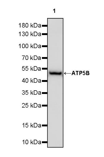 ATP5B Recombinant Rabbit mAb (S-1271-29)