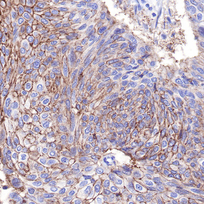 CD9 Recombinant Rabbit mAb,PBS Only (SDT-143-53)