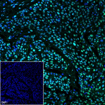 CREB Recombinant Rabbit mAb (S-1115-39)