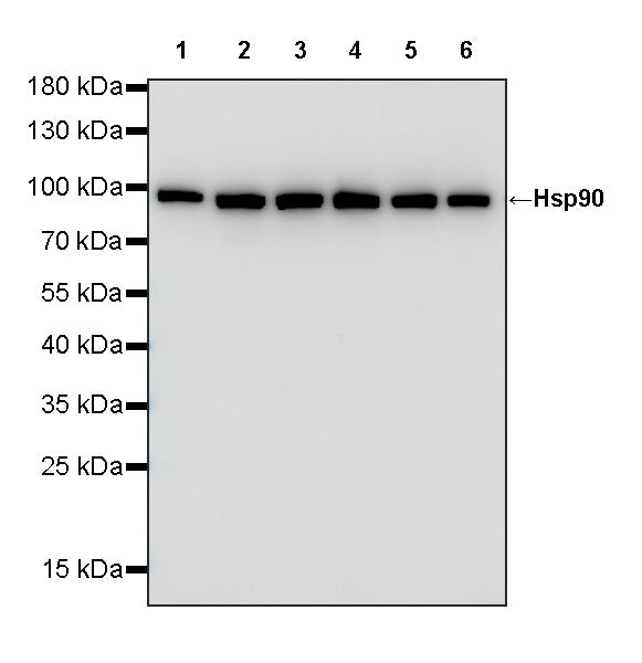 HSP90 Recombinant Rabbit mAb (S-5412)