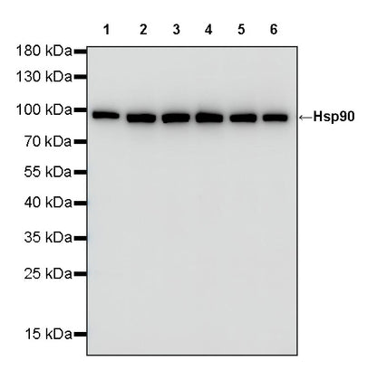 HSP90 Recombinant Rabbit mAb (S-5412)