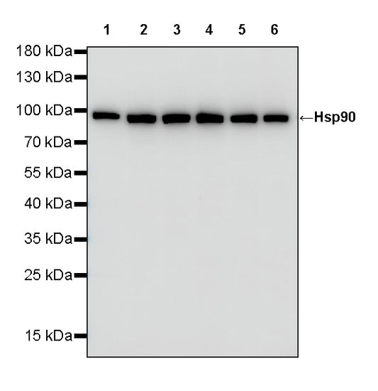 HSP90 Recombinant Rabbit mAb (S-5412)