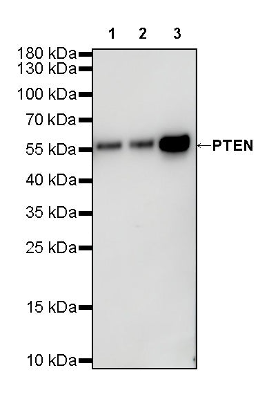 PTEN Recombinant Rabbit mAb (SDT-R074)