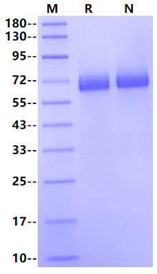 Thrombopoietin R/TPO R His Tag Protein, Human