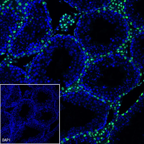 GATA4 Recombinant Rabbit mAb (S-1428-141)