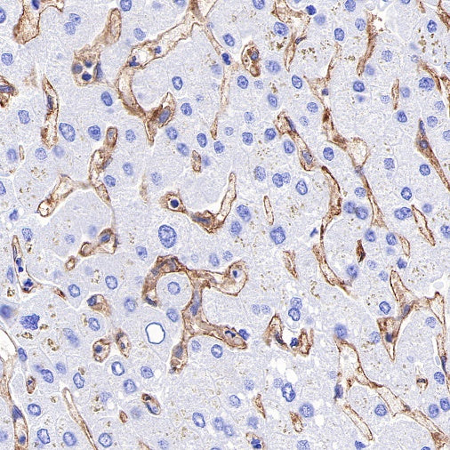 ICAM-2 Recombinant Rabbit mAb (S-R359)