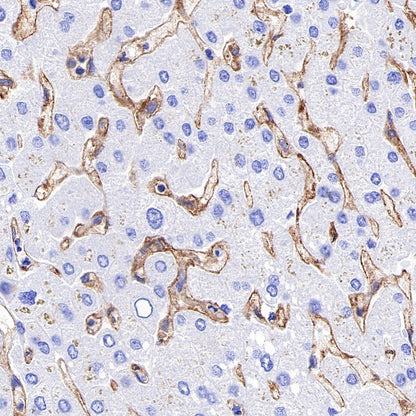 ICAM-2 Recombinant Rabbit mAb (S-R359)