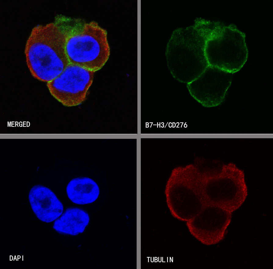 S-RMab®B7-H3/CD276 Recombinant Rabbit mAb (SDT-R158)