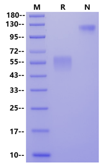 ACVR2A mFc Chimera Protein, Mouse